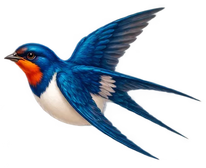 Swallow